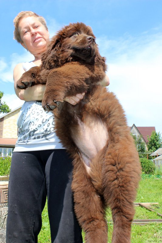 Фото: ньюфаундленд Brownblood MSK Darley Rinna (Браунблад МСК Дарли Ринна)