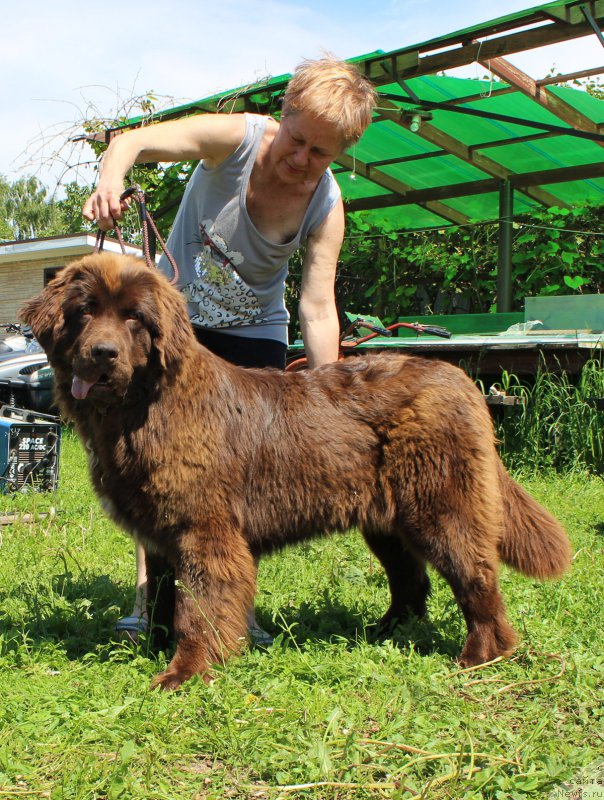 Фото: ньюфаундленд Brownblood MSK Audi Red Less (Браунблад МСК Ауди Рэд Лэсс)