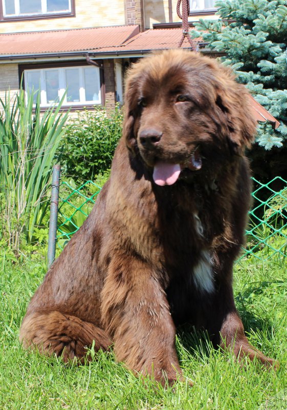 Фото: ньюфаундленд Brownblood MSK Audi Red Less (Браунблад МСК Ауди Рэд Лэсс)