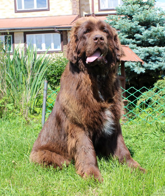 Фото: ньюфаундленд Brownblood MSK Audi Red Less (Браунблад МСК Ауди Рэд Лэсс)