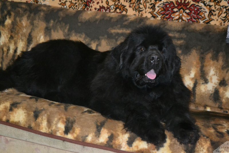 Фото: ньюфаундленд Aquatoriya Kelvin Sharliz (Акватория Келвин Шарлиз)