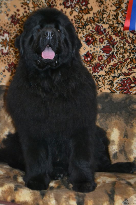 Фото: ньюфаундленд Aquatoriya Kelvin Sharliz (Акватория Келвин Шарлиз)