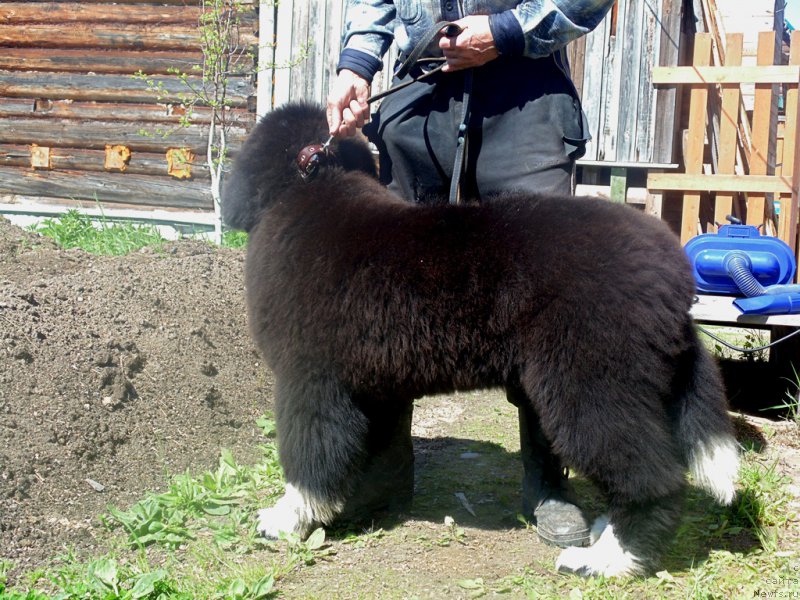 Фото: ньюфаундленд Super Bizon Tadj-Mahal (Супер Бизон Тадж-Махал)