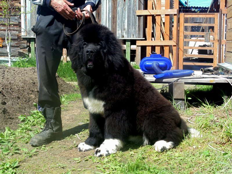 Фото: ньюфаундленд Super Bizon Tadj-Mahal (Супер Бизон Тадж-Махал)