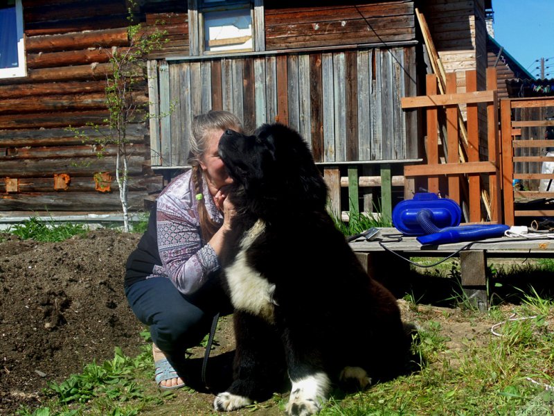 Фото: ньюфаундленд Super Bizon Tadj-Mahal (Супер Бизон Тадж-Махал)