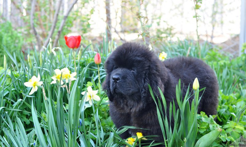 Фото: ньюфаундленд N'yufort Lindal' (Ньюфорт Линдаль)