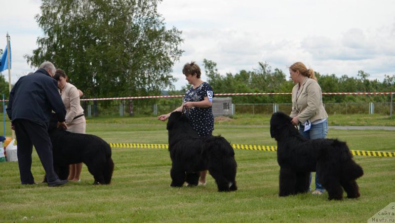 Фото: ньюфаундленд Dobryiy Molodec ot Sibirskogo Medvedya (Добрый Молодец от Сибирского Медведя), ньюфаундленд Fandorin iz Plemeni Kedra (Фандорин из Племени Кедра), ньюфаундленд YEl'brus iz Antagrada (Эльбрус из Антаграда)