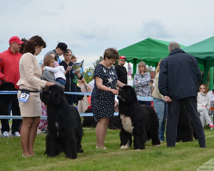 Фото: ньюфаундленд Dobryiy Molodec ot Sibirskogo Medvedya (Добрый Молодец от Сибирского Медведя), ньюфаундленд Fandorin iz Plemeni Kedra (Фандорин из Племени Кедра)