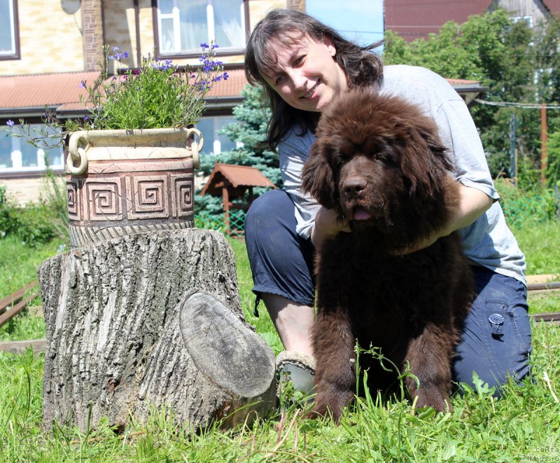 Фото: ньюфаундленд Brownblood MSK Lyon Labi-Roni (Браунблад  МСК Лион Лаби-Рони), Tat'yana Grebenyuk (Татьяна Гребенюк)