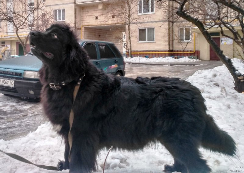 Фото: ньюфаундленд Velyke Malyatko Bravo Natalka