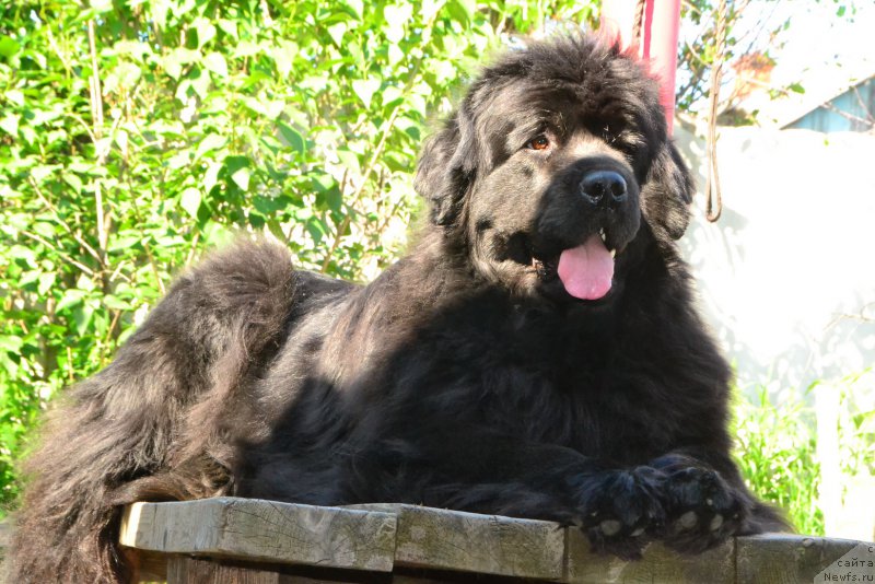 Фото: ньюфаундленд Talisman Morya Mishel' (Талисман Моря Мишель)