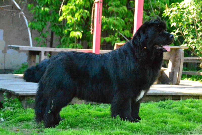 Фото: ньюфаундленд Talisman Morya Mishel' (Талисман Моря Мишель)