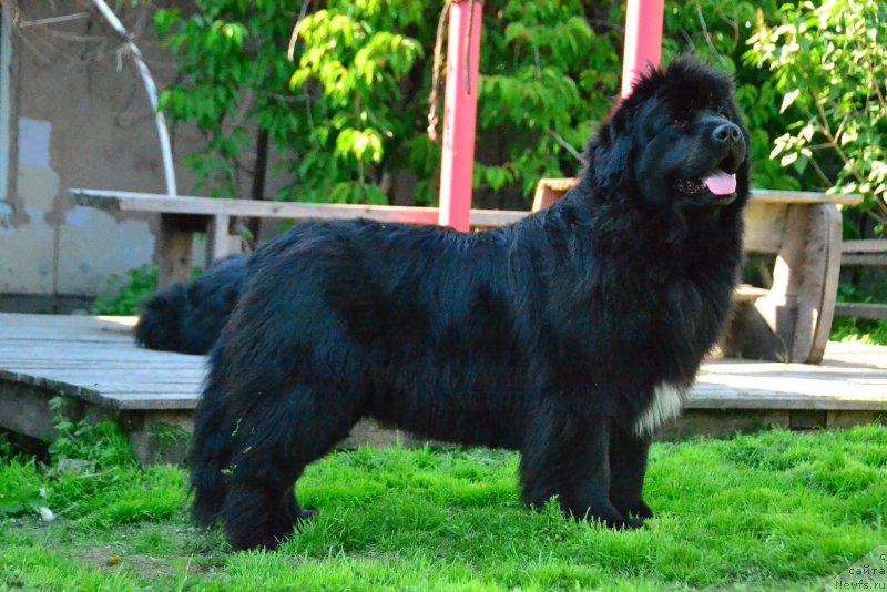 Фото: ньюфаундленд Talisman Morya Mishel' (Талисман Моря Мишель)