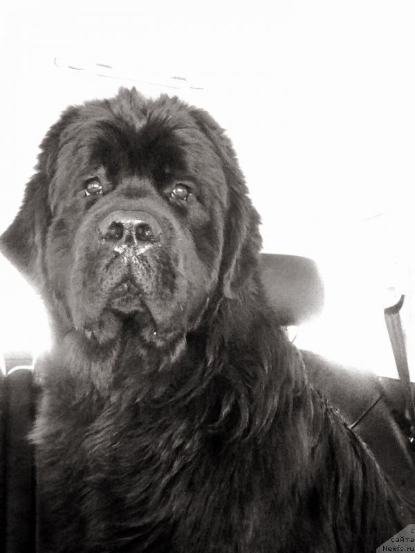 Фото: ньюфаундленд N'yufort Instinkt Vinner Knayt Itus (Ньюфорт Инстинкт Виннер Кнайт Итус)