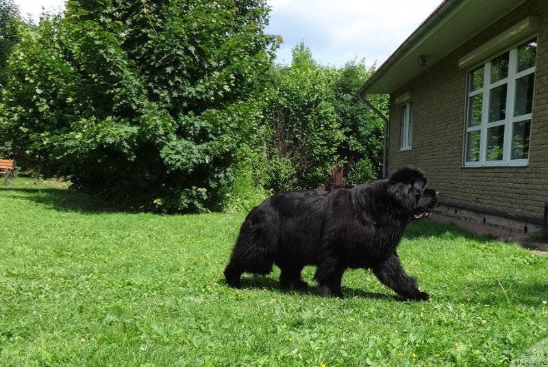 Фото: ньюфаундленд N'yufort Carica Nochi (Ньюфорт Царица Ночи)