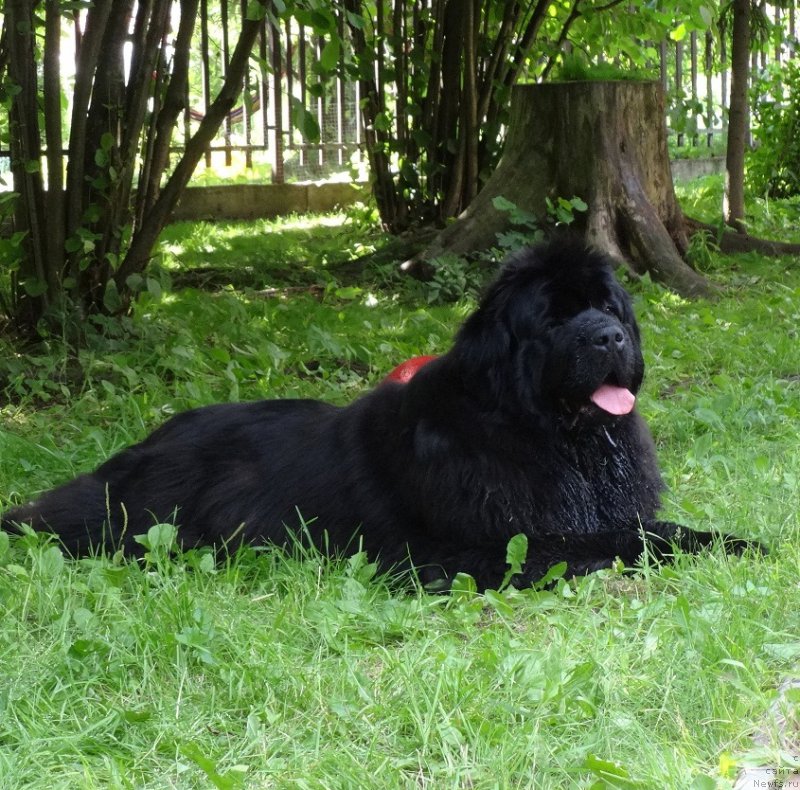 Фото: ньюфаундленд N'yufort Carica Nochi (Ньюфорт Царица Ночи)