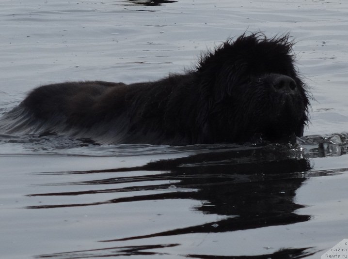 Фото: ньюфаундленд N'yufort Carica Nochi (Ньюфорт Царица Ночи)