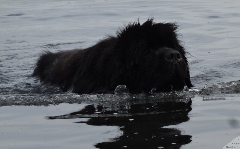 Фото: ньюфаундленд N'yufort Carica Nochi (Ньюфорт Царица Ночи)