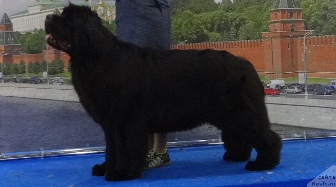 Фото: ньюфаундленд N'yufort Carica Nochi (Ньюфорт Царица Ночи)