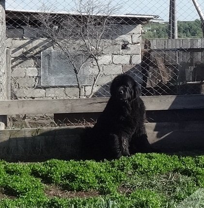 Фото: ньюфаундленд Njufort Natali (Ньюфорт Натали)