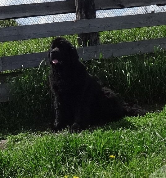 Фото: ньюфаундленд Njufort Natali (Ньюфорт Натали)