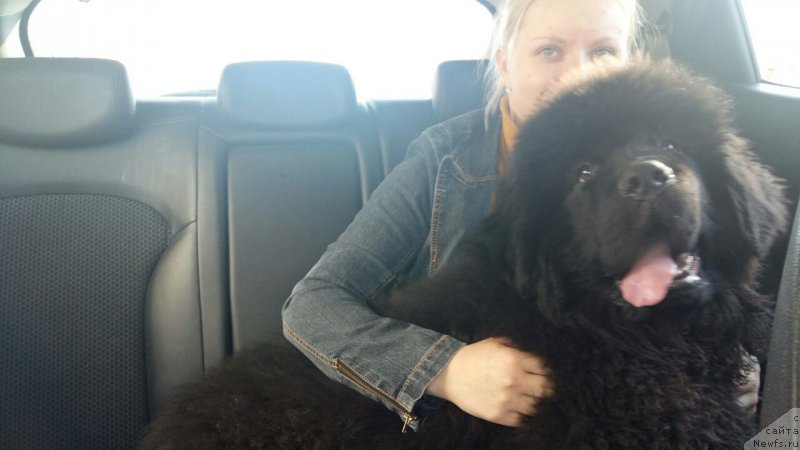 Фото: ньюфаундленд Imperial Rashen Gold (Империал Рашен Голд)