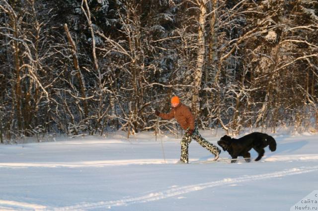 Фото: ньюфаундленд Sladkaya Moya ot Sibirskogo Medvedya (Сладкая Моя от Сибирского Медведя), Natal'ya YAryigina (Наталья Ярыгина)