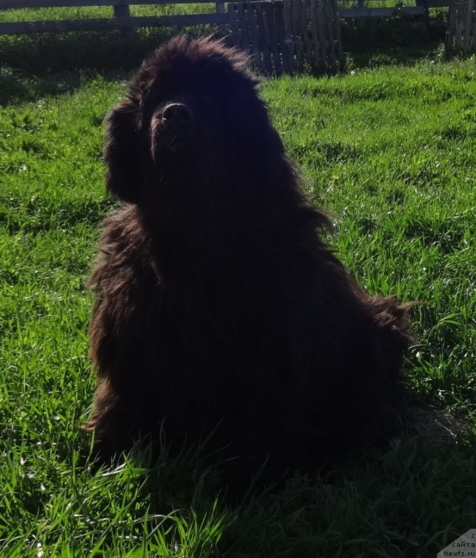 Фото: ньюфаундленд Feliciya (Фелиция)