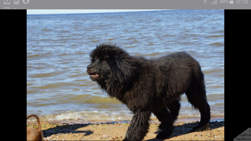 Фото: Irina Hvatyisheva (Ирина Хватышева), ньюфаундленд Belkonder-Klab Perigey (Белкондер-Клаб Перигей)