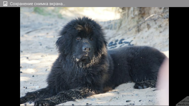 Фото: ньюфаундленд Belkonder-Klab Perigey (Белкондер-Клаб Перигей)