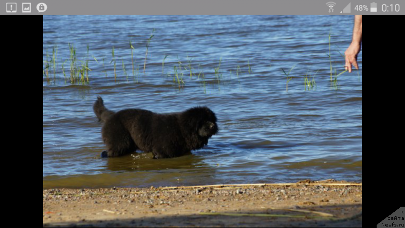 Фото: ньюфаундленд Belkonder-Klab Perigey (Белкондер-Клаб Перигей)