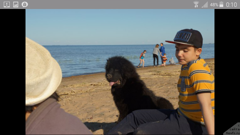 Фото: ньюфаундленд Belkonder-Klab Perigey (Белкондер-Клаб Перигей)