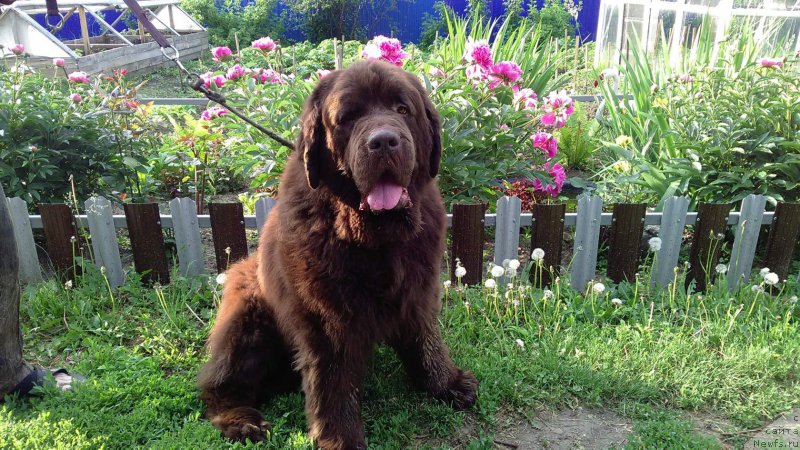 Фото: ньюфаундленд CHernyiy SHarm Amber Best Dog FO Marleon (Черный Шарм Амбер Бест Дог ФО Марлеон)