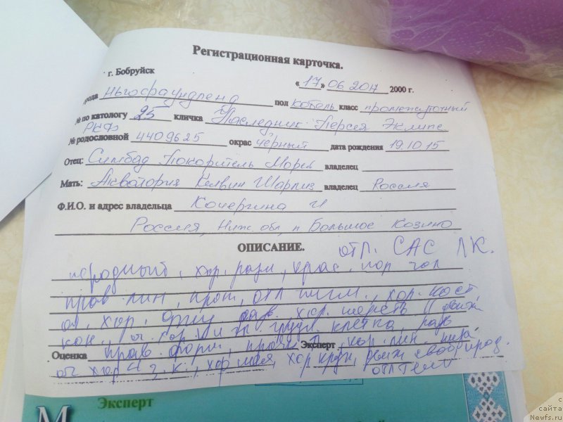 Фото: ньюфаундленд Naslednik Perseya YEklips (Наследник Персея Эклипс)