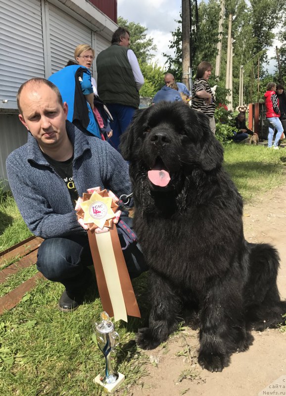 Фото: ньюфаундленд CHarl'z Balu Blek Biar (Чарльз Балу Блек Биар)