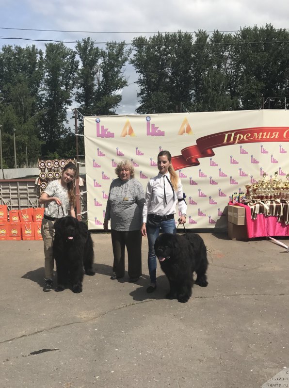 Фото: ньюфаундленд CHarl'z Balu Blek Biar (Чарльз Балу Блек Биар), ньюфаундленд Dynastic Branch Yandex Hapiness (Династик Брэнч Яндекс Хапинесс)