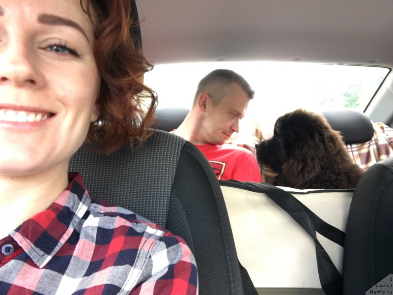 Фото: ньюфаундленд Brownblood MSK Lavy Neman (Браунблад MCК Лави Нэман), Aleksandra Vasina (Александра Васина)
