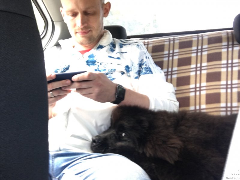 Фото: ньюфаундленд Brownblood MSK Lavy Neman (Браунблад MCК Лави Нэман)