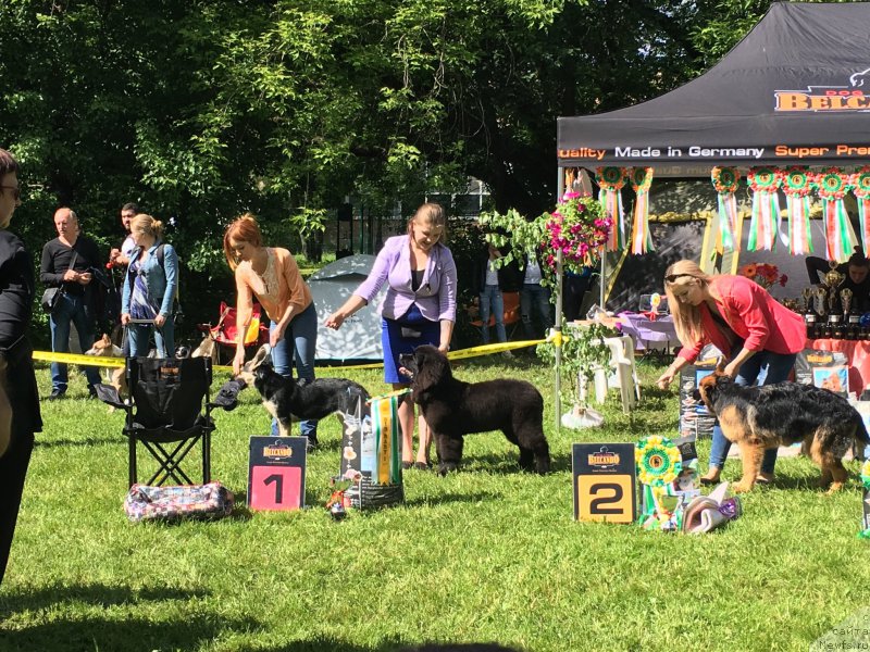 Фото: ньюфаундленд Brownblood MSK Lavy Neman (Браунблад MCК Лави Нэман)