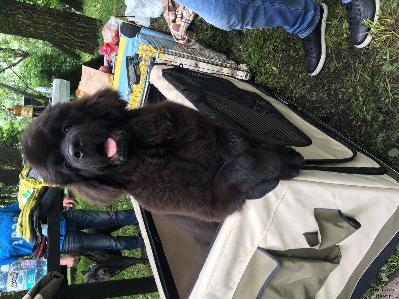 Фото: ньюфаундленд Brownblood MSK Lavy Neman (Браунблад MCК Лави Нэман)