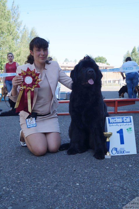 Фото: ньюфаундленд Njufort iz Peni Morskoy Afrodita (Ньюфорт из Пены Морской Афродита), Lyudmila Kudryavceva (Людмила Кудрявцева)