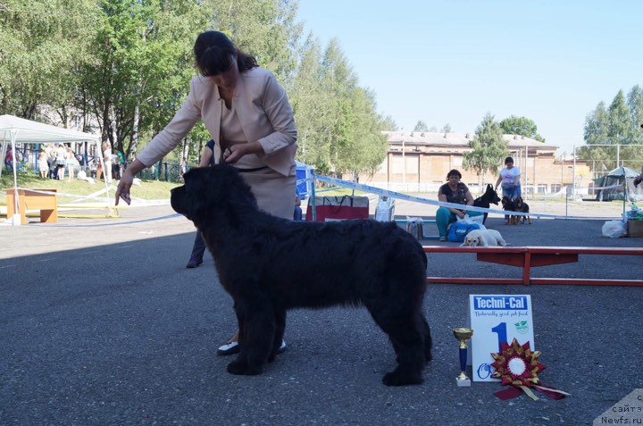 Фото: ньюфаундленд Njufort iz Peni Morskoy Afrodita (Ньюфорт из Пены Морской Афродита), Lyudmila Kudryavceva (Людмила Кудрявцева)