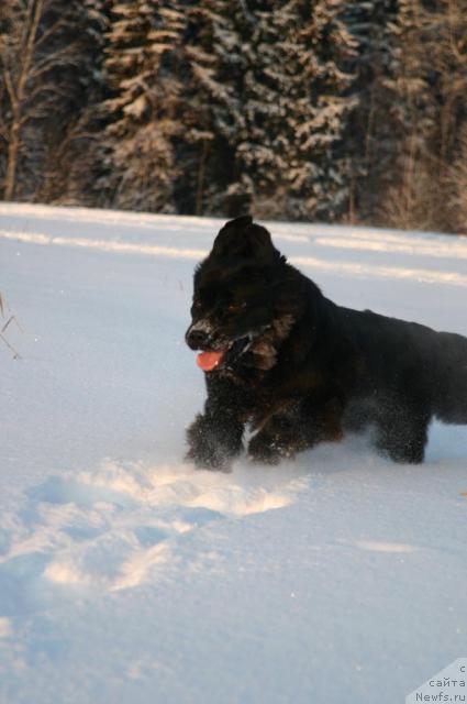 Фото: ньюфаундленд Sladkaya Moya ot Sibirskogo Medvedya (Сладкая Моя от Сибирского Медведя)