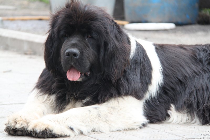 Фото: ньюфаундленд Akvian Song Kiss from Rouz (Аквиан Сонг Кисс Фром Роуз)