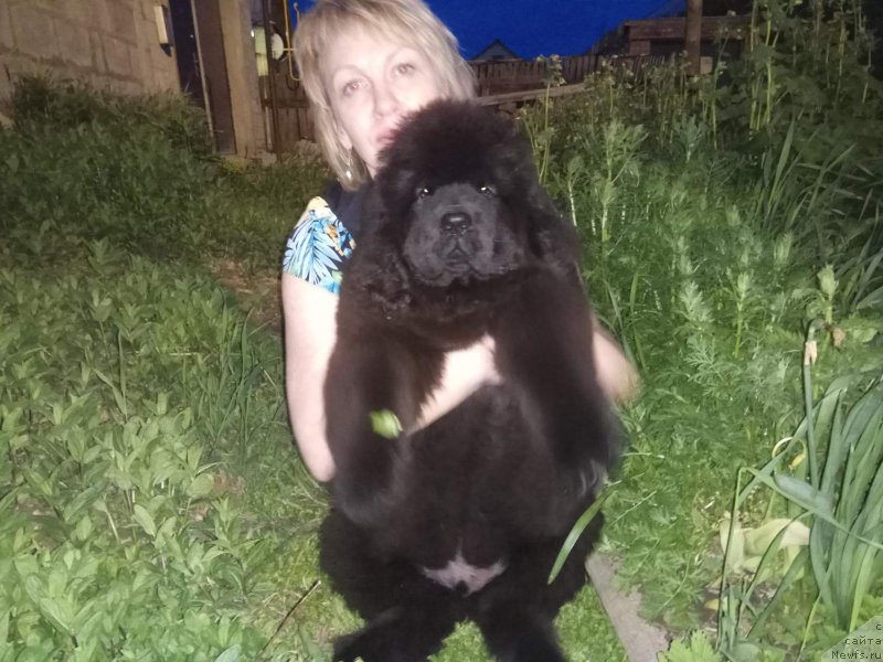 Фото: ньюфаундленд N'yufort Landau (Ньюфорт Ландау)