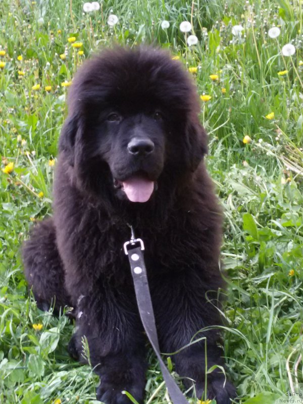 Фото: ньюфаундленд Imperial Rashen Gold (Империал Рашен Голд)