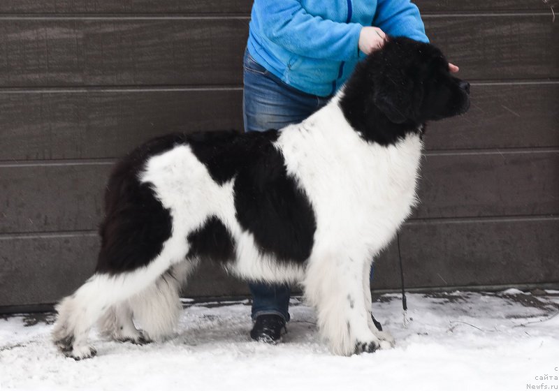 Фото: ньюфаундленд Kloofbears Life Goes on at Sent Djons