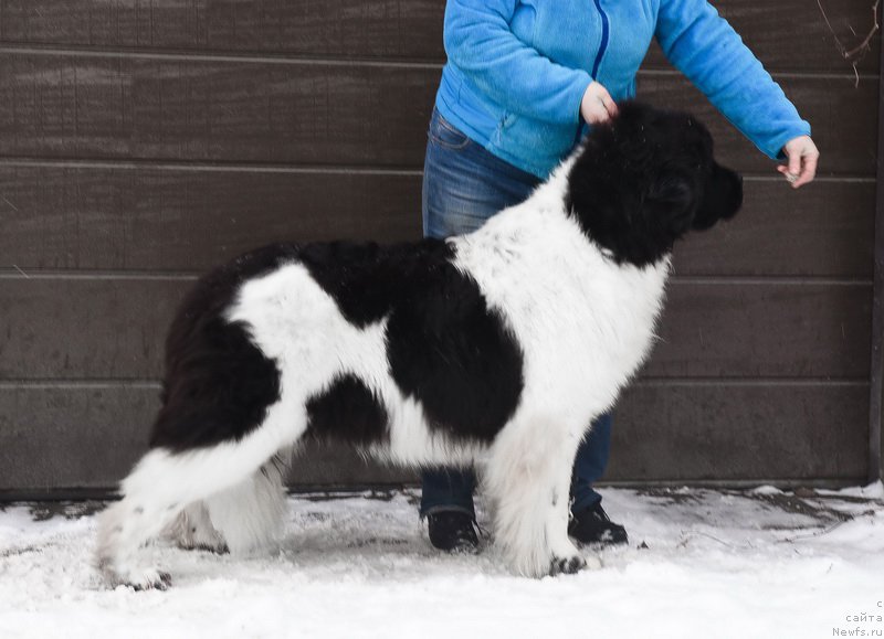 Фото: ньюфаундленд Kloofbears Life Goes on at Sent Djons