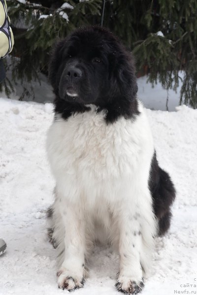 Фото: ньюфаундленд Kloofbears Life Goes on at Sent Djons