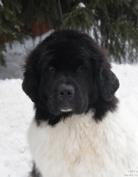 Фото: ньюфаундленд Kloofbears Life Goes on at Sent Djons